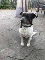 Rat Terrier Puppies for sale in Santa Rosa, CA, USA. price: NA