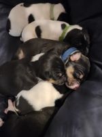Rat Terrier Puppies Photos