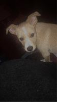 Rat Terrier Puppies for sale in Louisville, KY, USA. price: NA