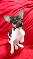 Rat Terrier Puppies for sale in Temperance, MI 48182, USA. price: NA