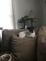 Rat Terrier Puppies for sale in Joliet, IL, USA. price: NA