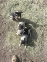 Rat Terrier Puppies for sale in Springerville, AZ, USA. price: NA