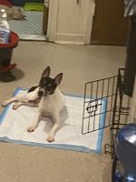 Rat Terrier Puppies for sale in New York, NY 10039, USA. price: NA