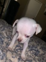 Rat Terrier Puppies for sale in Baldwin Park, CA, USA. price: NA