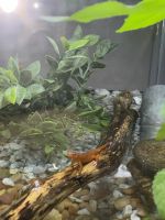 Red Back Salamander Amphibians Photos