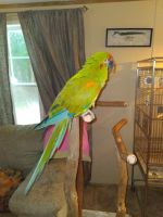 Red-capped Parrot Birds for sale in Herrick, IL 62431, USA. price: NA