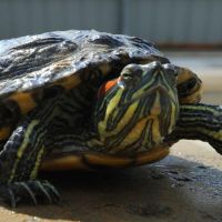Red-eared slider turtle Reptiles Photos
