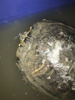Red-eared slider turtle Reptiles for sale in Avenel, Woodbridge Township, NJ, USA. price: NA