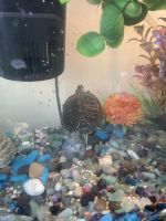 Red-eared slider turtle Reptiles for sale in Nashville, TN, USA. price: NA