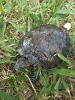 Red-eared slider turtle Reptiles for sale in Fort Lauderdale, FL 33312, USA. price: NA