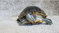 Red-eared slider turtle Reptiles for sale in Blaine, MN, USA. price: NA