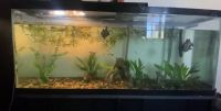 Red-eared slider turtle Reptiles for sale in Hacienda Heights, CA, USA. price: NA