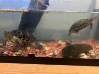 Red-eared slider turtle Reptiles for sale in Wheat Ridge, CO, USA. price: NA