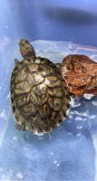 Red-eared slider turtle Reptiles for sale in Las Vegas, NV, USA. price: NA