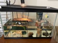 Red-eared slider turtle Reptiles for sale in Richmond, TX, USA. price: NA