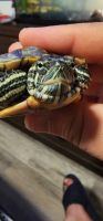 Red-eared slider turtle Reptiles for sale in Hazard, CA 90063, USA. price: NA