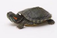 Red-eared slider turtle Reptiles for sale in Simsbury, CT, USA. price: NA