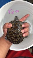 Red-eared slider turtle Reptiles for sale in Brooklyn, New York. price: NA