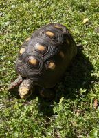 Red-footed tortoise Reptiles for sale in Savannah, GA, USA. price: NA
