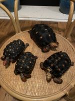 Red-footed tortoise Reptiles for sale in Sandy Springs, GA, USA. price: NA