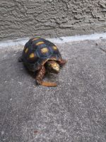 Red-footed tortoise Reptiles for sale in Orlando, FL 32818, USA. price: NA