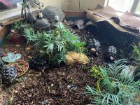 Red-footed tortoise Reptiles for sale in Sandy Springs, GA, USA. price: $1,200