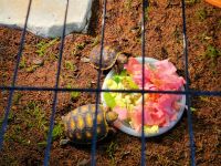 Red-footed tortoise Reptiles for sale in Palmetto, FL 34221, USA. price: $35,000