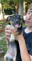 Red Heeler Puppies for sale in Flat Rock, NC, USA. price: NA
