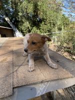 Red Heeler Puppies for sale in Riverside, CA 92505, USA. price: NA