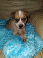 Red Heeler Puppies for sale in Huntsville, AR 72740, USA. price: NA