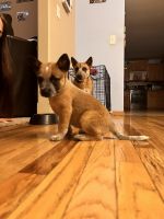Red Heeler Puppies for sale in Willard, MO, USA. price: NA