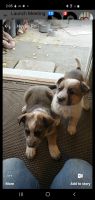 Red Heeler Puppies for sale in Ibapah, UT 84034, USA. price: NA