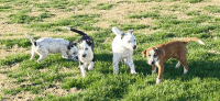 Red Heeler Puppies for sale in Norco, CA, USA. price: NA