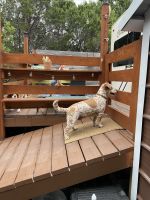 Red Heeler Puppies for sale in Highland Haven, TX 78654, USA. price: NA