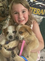 Red Heeler Puppies for sale in Louisburg, MO 65685, USA. price: NA