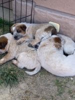 Red Heeler Puppies for sale in Arroyo Grande, CA 93420, USA. price: NA