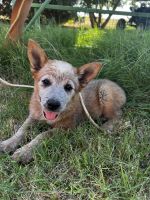 Red Heeler Puppies for sale in Seminole, TX 79360, USA. price: $250