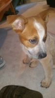 Red Heeler Puppies for sale in Salem, OR, USA. price: NA