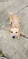 Red Heeler Puppies for sale in Elwood, IN 46036, USA. price: NA