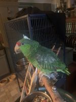 Red-lored Amazon Birds for sale in Fitchburg, MA 01420, USA. price: NA