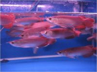 Red rainbowfish Fishes Photos