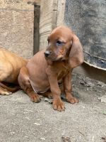Redbone Coonhound Puppies for sale in Sequatchie, TN 37374, USA. price: NA