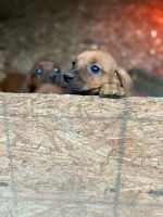 Redbone Coonhound Puppies Photos