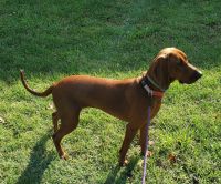 Redbone Coonhound Puppies for sale in Lebanon, TN, USA. price: NA