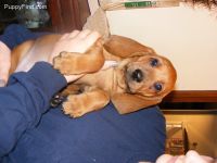 Redbone Coonhound Puppies for sale in Phoenix, AZ, USA. price: NA