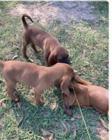 Redbone Coonhound Puppies for sale in Luverne, AL 36049, USA. price: NA