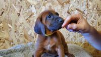 Redbone Coonhound Puppies for sale in Kress, TX 79052, USA. price: NA