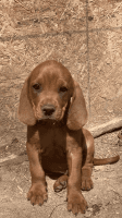 Redbone Coonhound Puppies for sale in Sequatchie, TN 37374, USA. price: NA