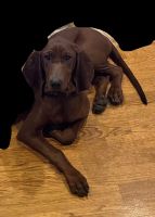 Redbone Coonhound Puppies for sale in Lakewood, WA, USA. price: NA