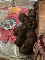 Redbone Coonhound Puppies for sale in Belleview, FL 34420, USA. price: NA